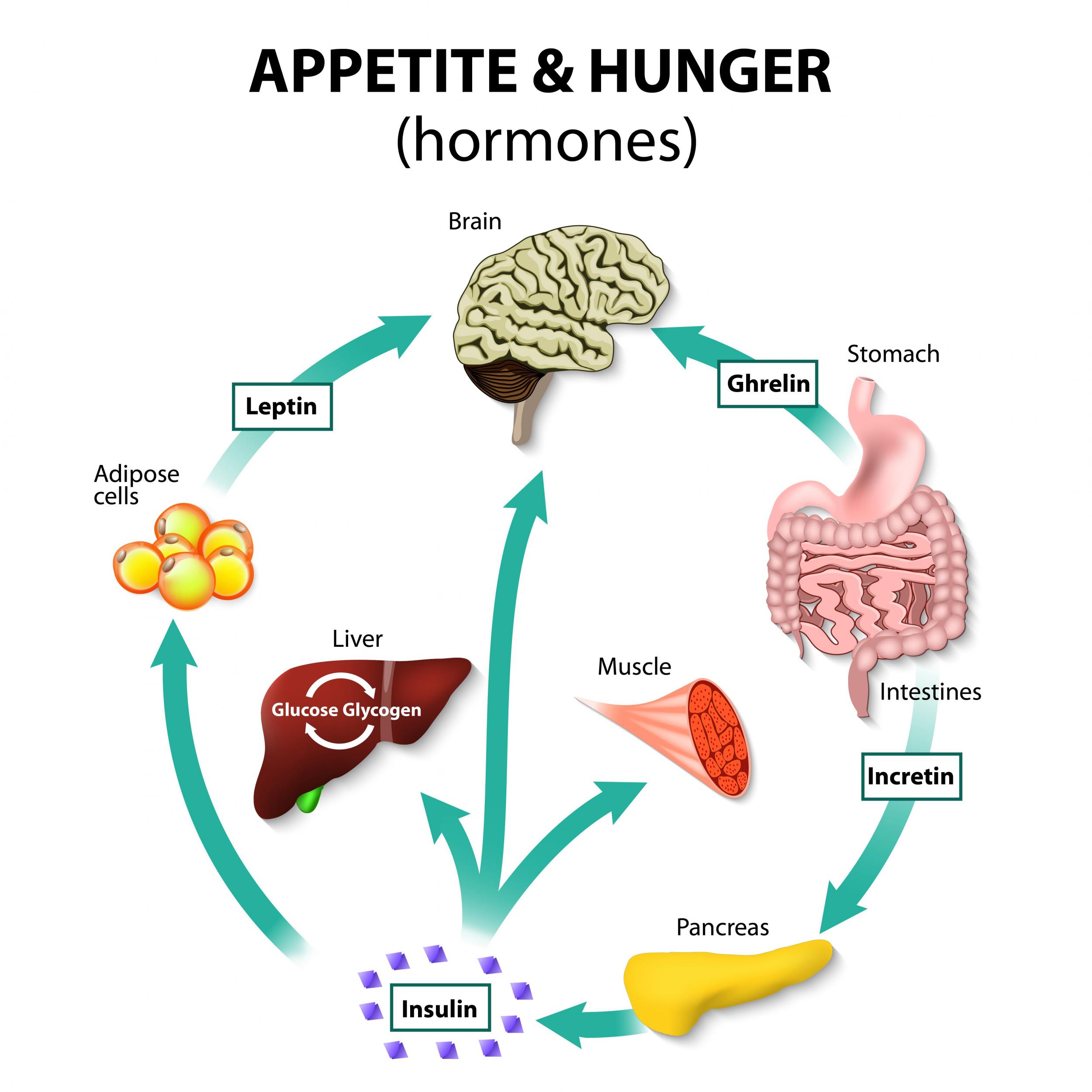 research on metabolism